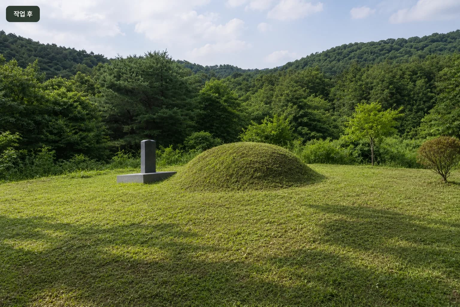 큰 나무의 그늘로 인해 산소가 손상되어 벌목 진행 작업 후